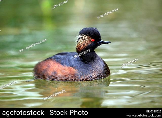 Black-necked grebe (podiceps nigricollis), adult swimming on pond, Pyrenees in south-west France