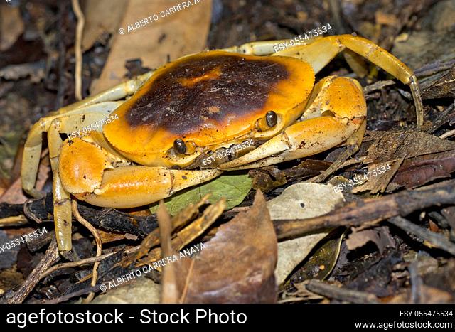 Terrestrial Crab, Tropical Rainforest, Corcovado National Park, Osa Conservation Area, Osa Peninsula, Costa Rica, Central America, America