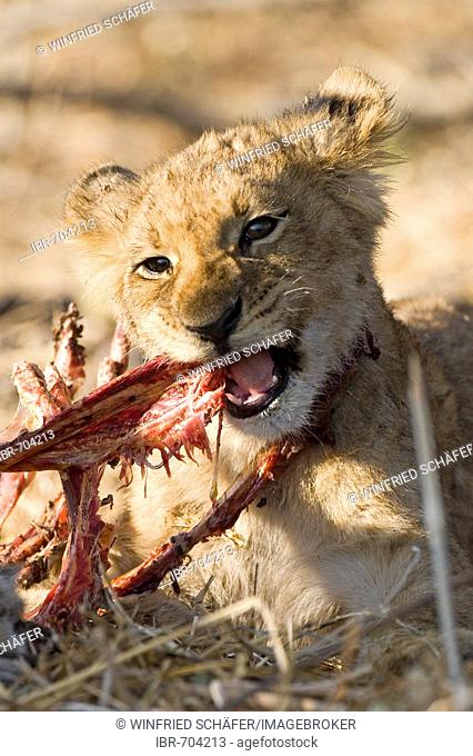 Lion cub (Panthera leo) devouring fresh kill, head portrait, Moremi Wildlife Reserve, Botswana, Africa