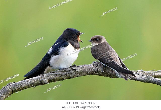 Barn Swallow, Hirundo rustica, juvenile with Sand Martin, Amager, Denmark