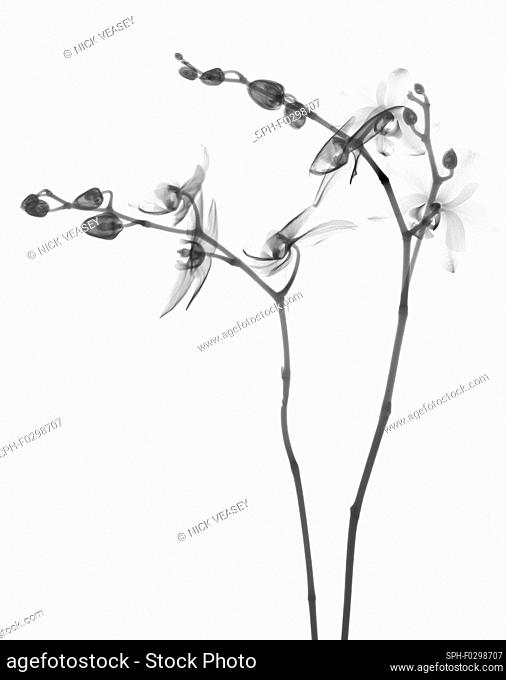 Orchid (Phalaenopsis sp.), X-ray
