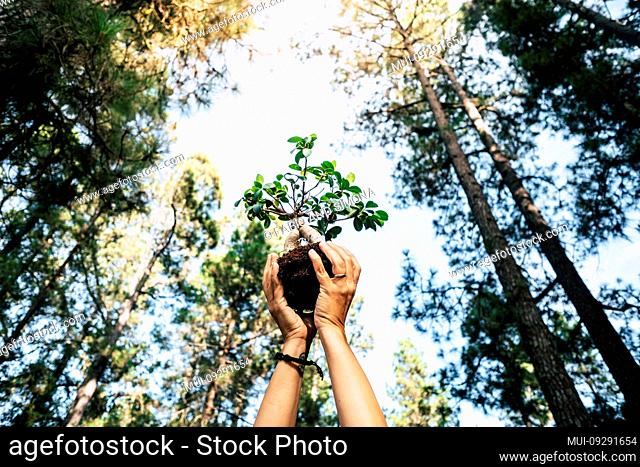 Environment and save the planet growing a tree concept with pair of human people hands showing up a little tree with natural forest around - earth's day...