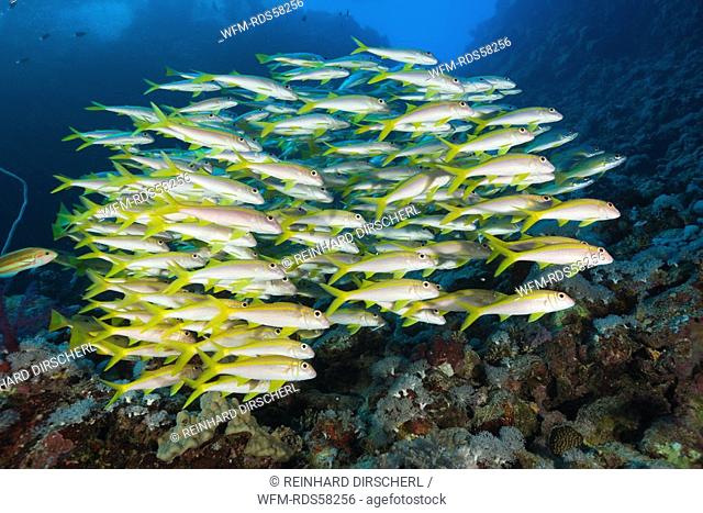Yellowfin Goatfishes, Mulloidichthys vanicolensis, Daedalus Reef, Red Sea, Egypt