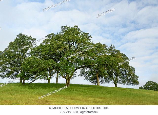 Majestic oak trees amidst California greenery