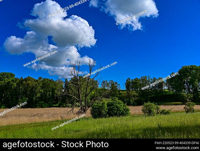 22 May 2022, Brandenburg, Carzig: Clouds drift over the landscape of a nature reserve on the edge of the Oderbruch. The Oderbruch was created after draining...