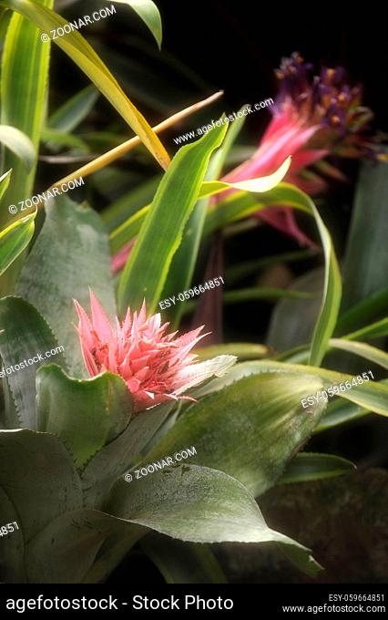 Closeup of Plant from jungle Achmea Primera Bromeliad. Amazonia, Ecuador