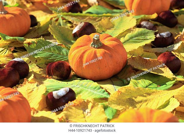 Leaf, leaves, detail, autumn, autumn color, autumn colors, autumn foliage, colouring, chestnut, chestnuts, pumpkin, pumpkins, foliage, macro, close-up