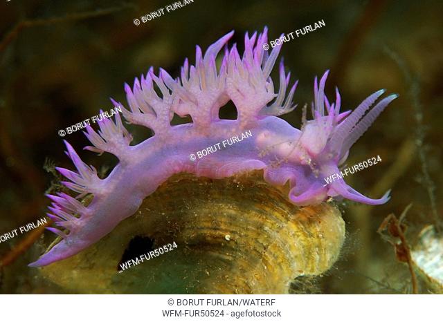 Purple Flabellina Nudibranch, Flabellina affinis, Susac Island, Adriatic Sea, Croatia