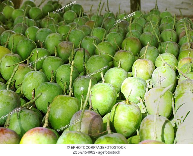 Raw green mangoes set in a row for ripening