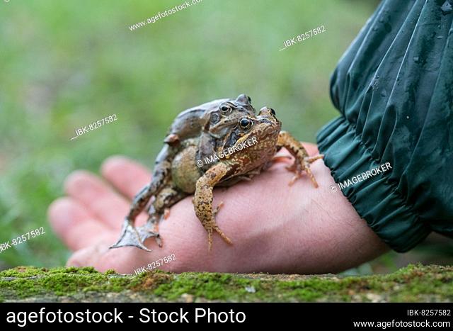 Grasfrosch (Rana temporaria), Paar auf Hand während der Amphibienwanderung, Velbert, Deutschland