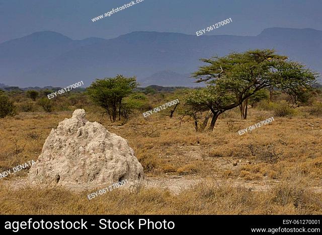 A bright termite mound in the landscape of the Samburu National Reserve in Kenya