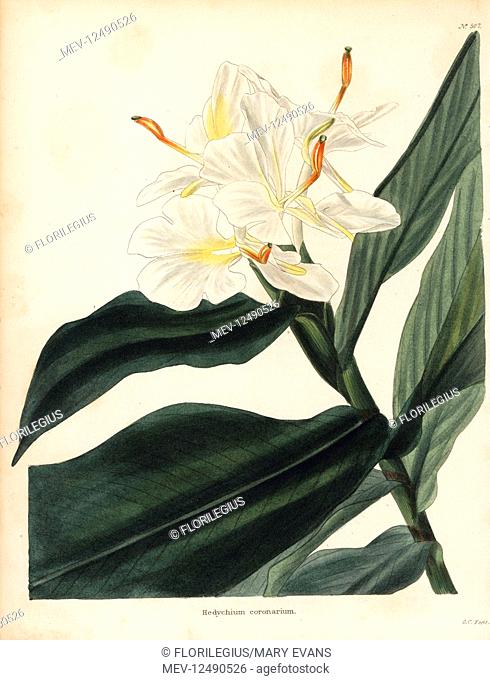 White garland-lily or white ginger lily, Hedychium coronarium. Handcoloured copperplate engraving by George Cooke from Conrad Loddiges' Botanical Cabinet