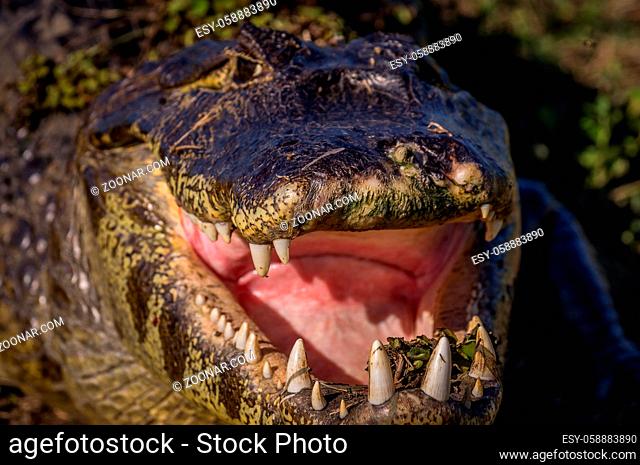 Yacare Caiman, crocodile with open mouth in wetlands in the Pantanal, Paraguay