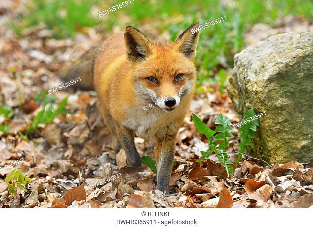 red fox (Vulpes vulpes), walking fox, Germany, Hesse