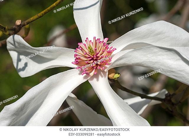 Lufer magnolia flower (Magnolia x kewensis Lufer)