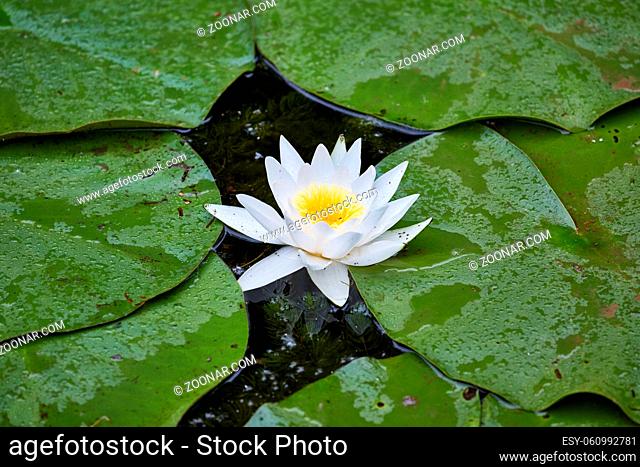 White water lily closeup in a lake