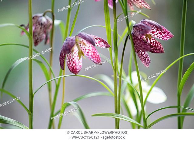 Snake's head fritillary, Fritillaria meleagris. Side on view of several flowers close up showing detail of checkerboard pattern