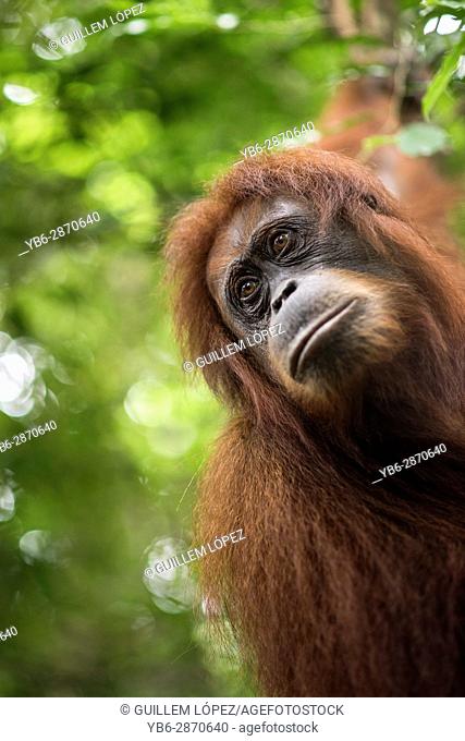 Sumatran Orangutan in the jungle of Bukit Lawang, Sumatra, Indonesia