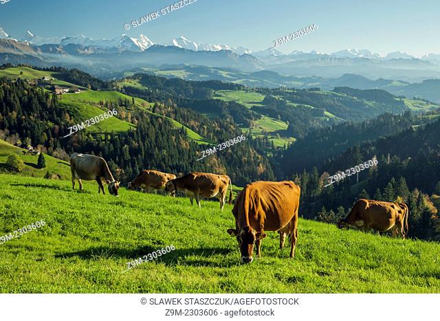 Cattle grazing in Emmental region near Langnau, canton of Bern, Switzerland