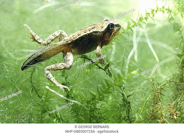 COMMON FROG froglet in pond Rana temporaria Oxfordshire, England
