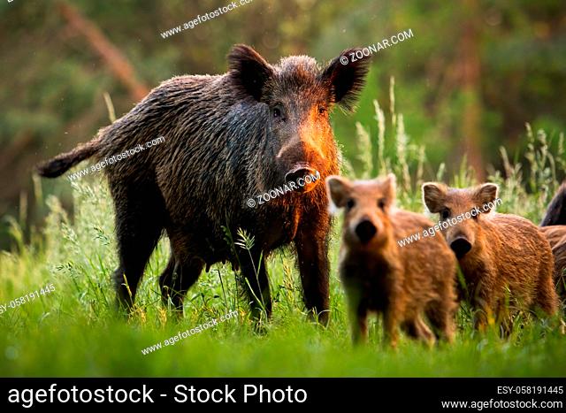 Family of wild boar, sus scrofa, s with young piglets on summer meadow at sunset. Herd of wild animals in last sun rays in nature