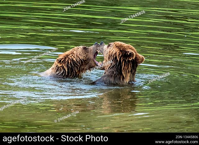 European brown bear, ursus arctos in a park in germany