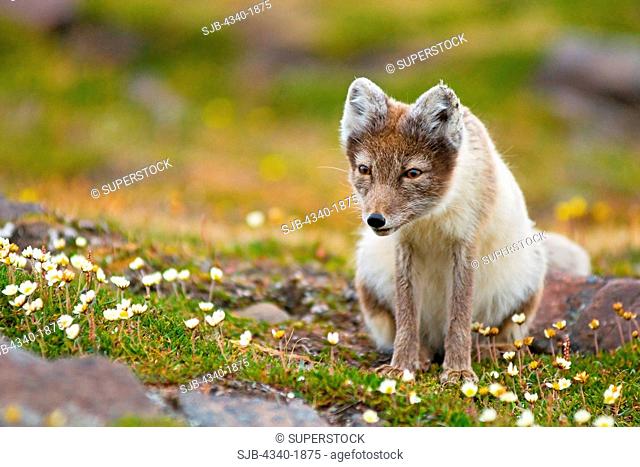 An adult arctic fox Alopex lagopus forages on the tundra in search of food in summertime, Sassenfjorden, Svalbard, Norway