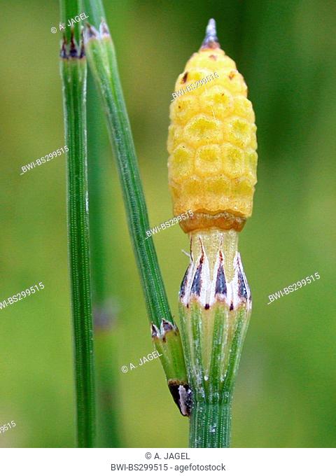 Southern horsetail, Hybrid horsetail (Equisetum x meridionale, Equisetum meridionale (E. ramosissimum x E. variegatum)), cone