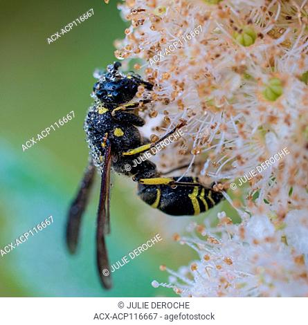 Potter Wasp, Eumenes fraternus on dew covered flower North Eastern Ontario, Canada