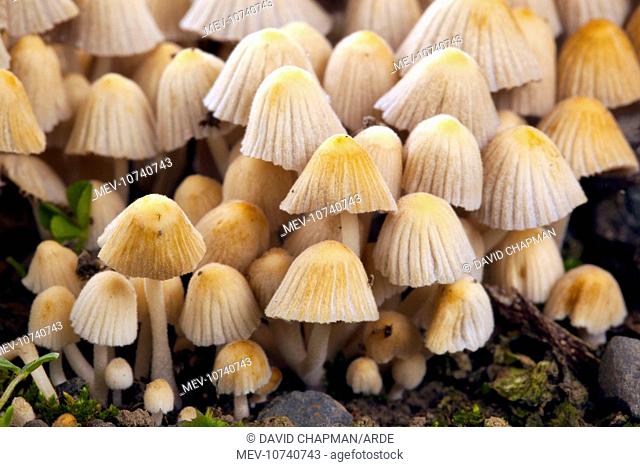 Trooping Crumblecap Fungus (Coprinus disseminatus)
