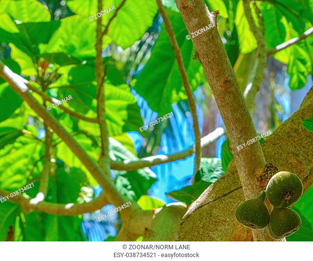 Abstract Roxburgh fig (ficus auriculata)