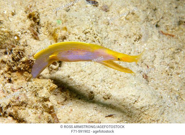 Ribbon eel (Rhinomuraena quaesita) changing to terminal yellow phase. Kapalai Island, Malaysia. Celebes Sea