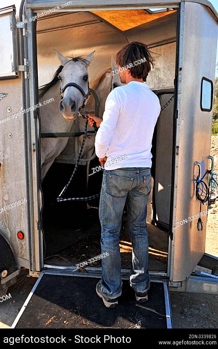 young man and his two arabian horses in a horse box