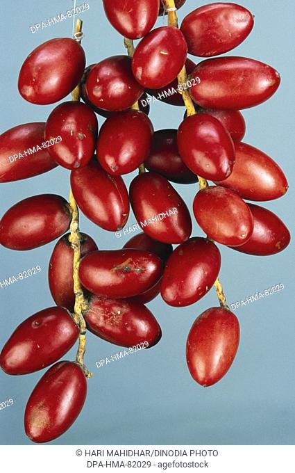 Fruits , food , bunch of red dates Phoenix Sylvestris Roxb