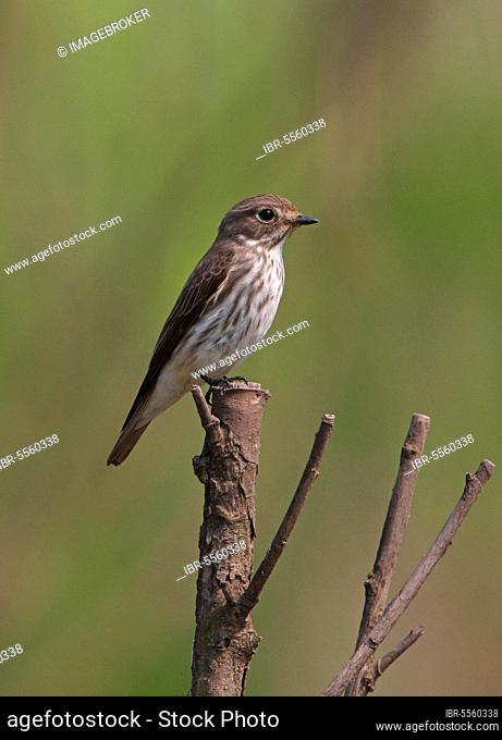 Grey-streaked Flycatcher (Muscicapa griseisticta) adult, perched on branch, Hebei, China, Asia
