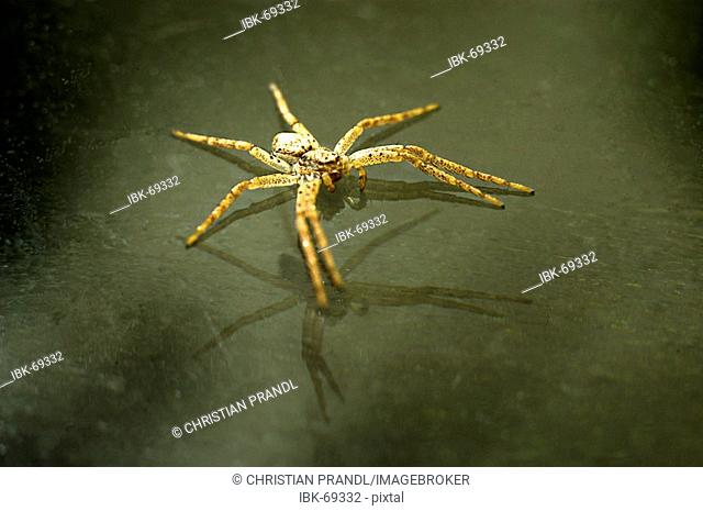 A Spider (Dolomedes fimbratus) sitting on Glas