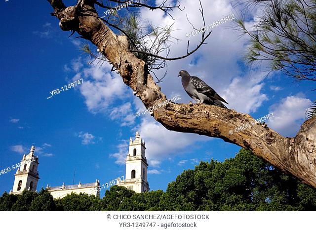 A pingeon perches in a tree outside Merida's Cathedral on Mexico's Yucatan peninsula