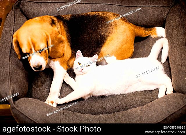 the cat and the dog are lying together