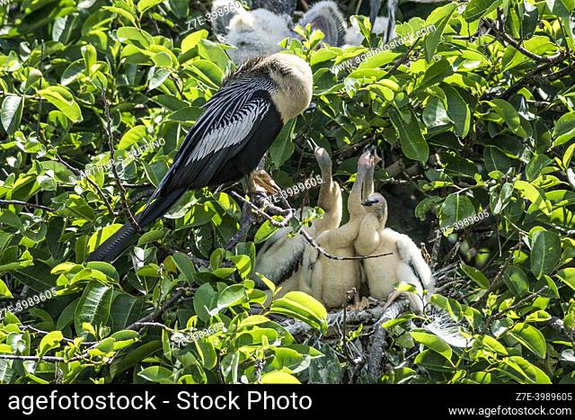 Anhinga (Anhinga anhinga) in nest with chicks. Wakodahatchee Wetlands, Delray Beach, Florida, United States of America