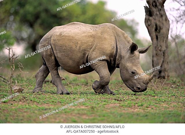 White Rhinoceros, Square-Lipped Rhinoceros, (Ceratotherium simum), young feeding, searching for food, Hluhluwe Umfolozi Nationalpark