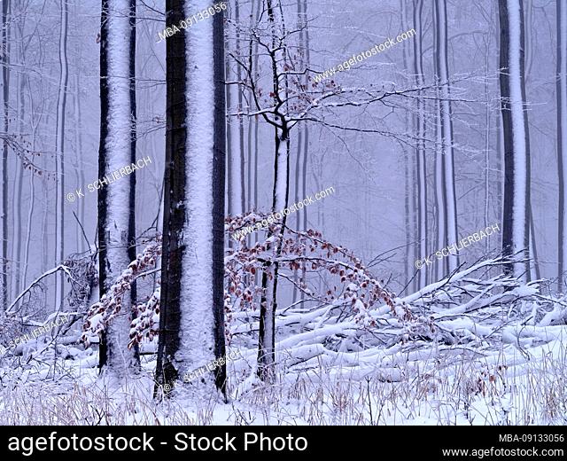 Europe, Germany, Hesse, Lahn-Dill-Bergland Nature Park, winter mood with snow, hoarfrost and fog in the Schelderwald near Siegbach