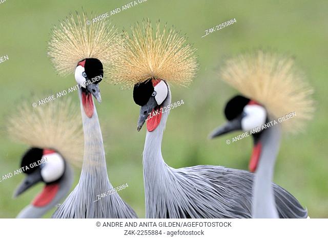 Grey Crowned Cranes (Balearica regulorum) displaying courtship behaviour