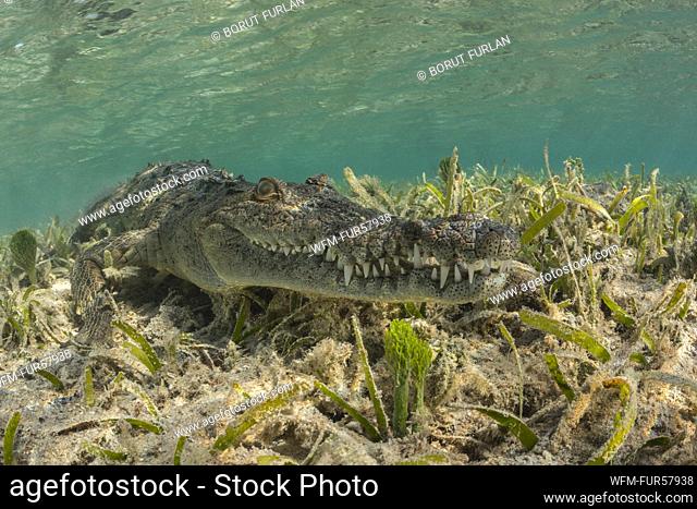 American Crocodile, Crocodylus acutus, Jardines de la Reina, Cuba