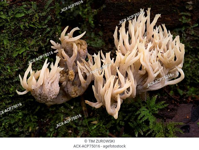 Clavulina coralloides - Coral mushroom - Beaver Lake, Victoria BC