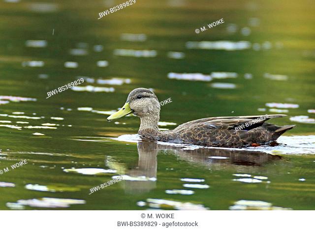 North American black duck (Anas rubripes), male swimming, Canada, Ontario, Algonquin Provincial Park