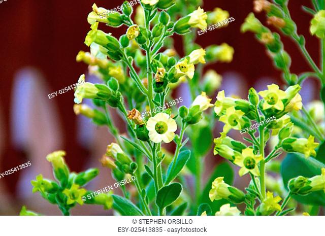 Close up eye level view of little yellow flowers on the nicotiana rustica tobacco plant also known as Sacred Hopi, Turkish or Aztec tobacco