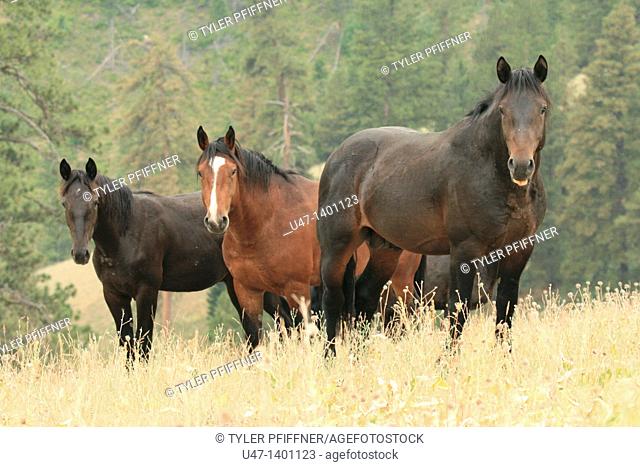 Wild horses in the Rocky mountains