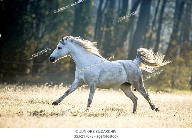 Welsh Pony (Section B). Gray mare galloping on a pasture. Germany