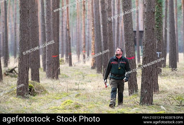 11 March 2021, Lower Saxony, Meinersen: Florian Roffka, forester and head of the Ringelah district forester's office, marks diseased pines in a pine forest...