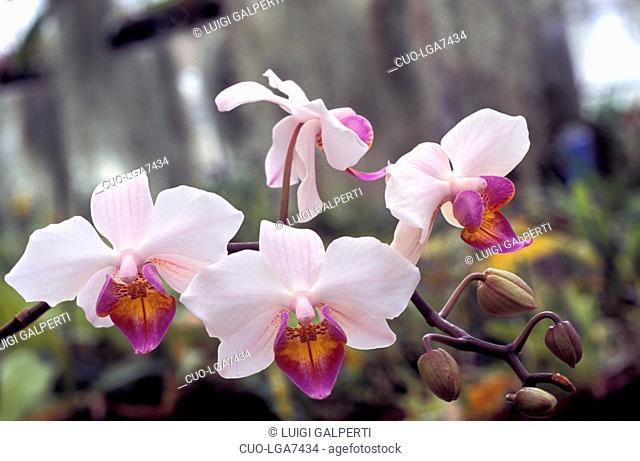 Phalaenopsis, hybrid